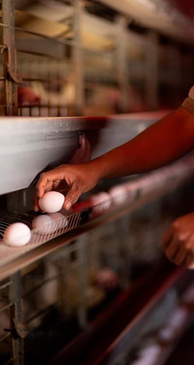 recoleccion-huevo recolección de huevo Don Silverio